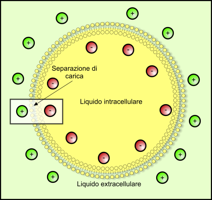 Membrana cellulare, potenziale di membrana
